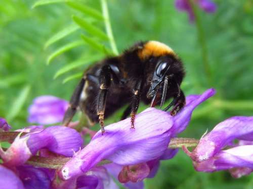 Hummel Blossom Bloom Purple