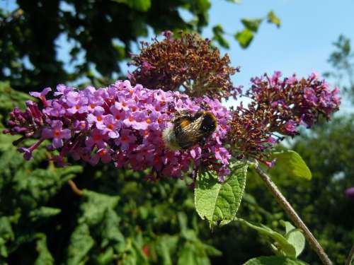 Hummel Insect Lilac