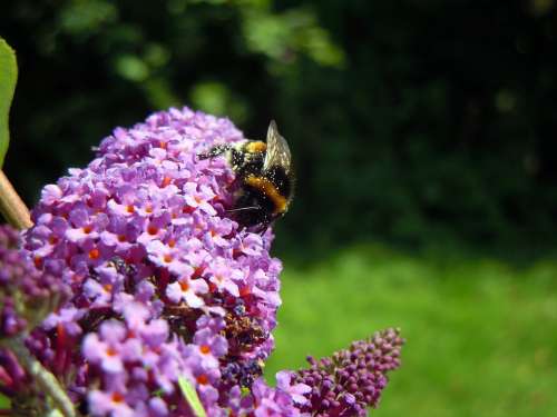 Hummel Lilac Insect