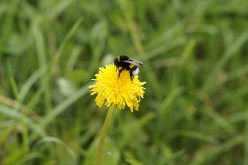 Hummel Dandelion Blossom Bloom Flower Plant