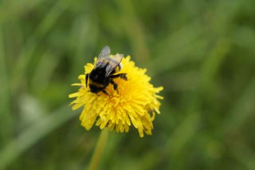 Hummel Dandelion Blossom Bloom Insect Close Up