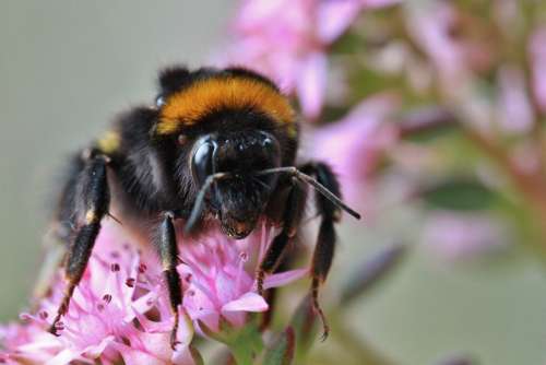 Hummel Insect Animal Blossom Bloom Close Up