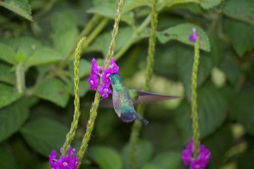 Hummingbird Bird Flower Flight