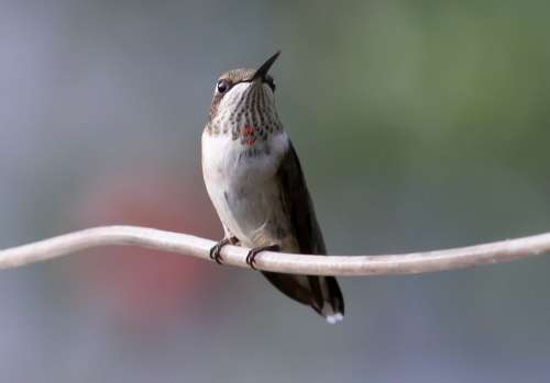 Hummingbird Juvenile Ruby Bird Nature Wildlife