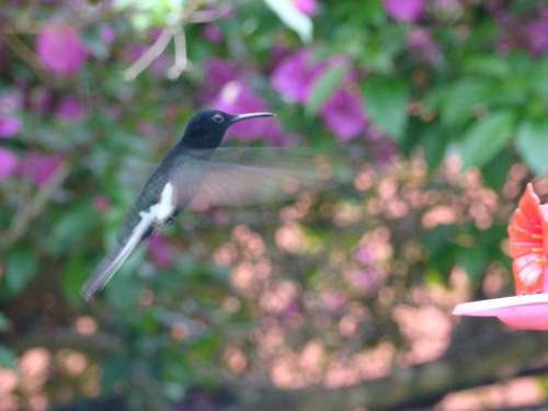 Hummingbird Paige Flight Of Beija Flor Colibri