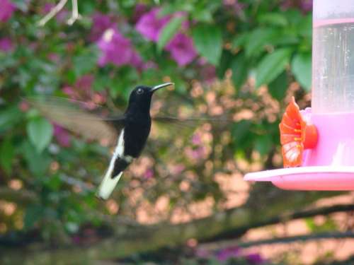 Hummingbird Bird Flying