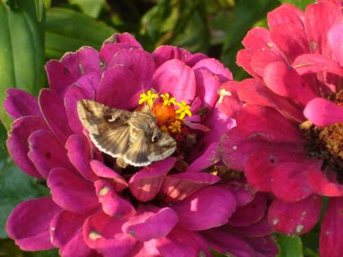 Hummingbird Hawk Moth Butterfly Flowers Summer