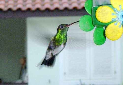 Hummingbird In The Backyard Boraceia Bertioga Brazil