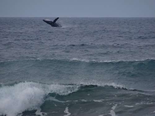 Humpback Whale Wal Ocean Sea Hawaii Molokai