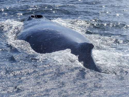 Humpback Whale Back Diving Natural Spectacle Nature