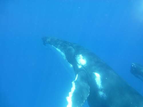Humpback Whale Whale Cetaceans Marine Mammal