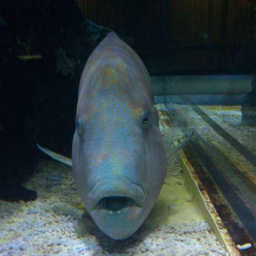 Humphead Wrasse Napoleonfish Fish Aquarium
