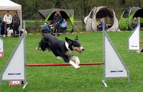 Hundesport Dogs Active