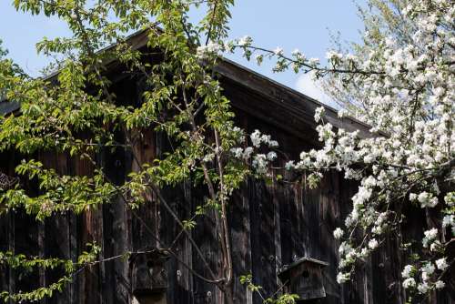 Hut Trees Old Wood Weathered Flowers Spring