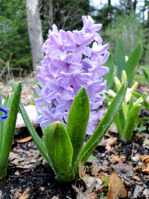 Hyacinth Flower Lavender Fragrant Spring Bulb