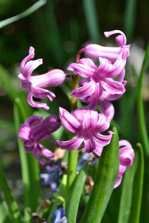 Hyacinth Pink Flower Close-Up Nature Garden