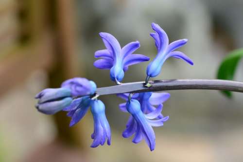 Hyacinth Blue Hyacinthus Flower Bulb Spring