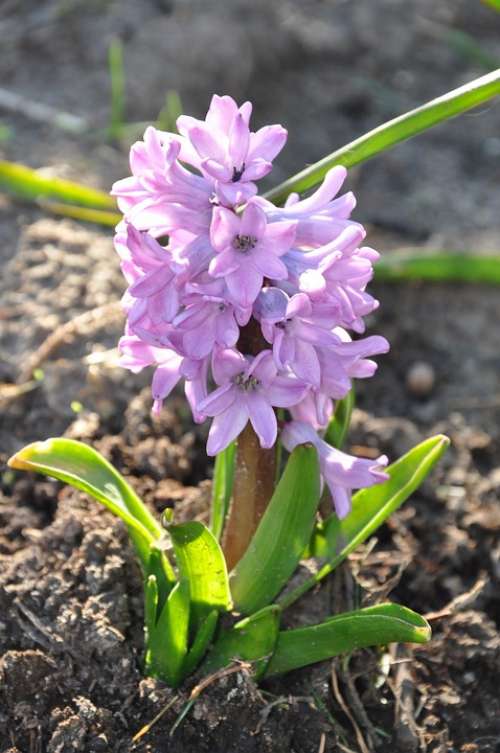 Hyacinth Flower Violet Garden Blooming Spring