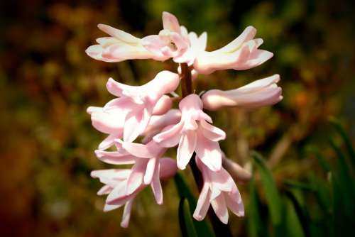 Hyacinth Garden Ornament Flower Pink