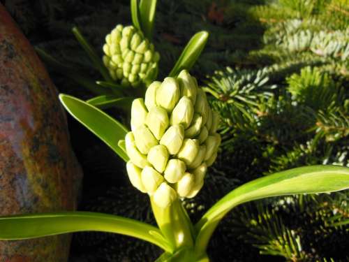 Hyacinth Hyacinth Buds Green Spring Plants Nature