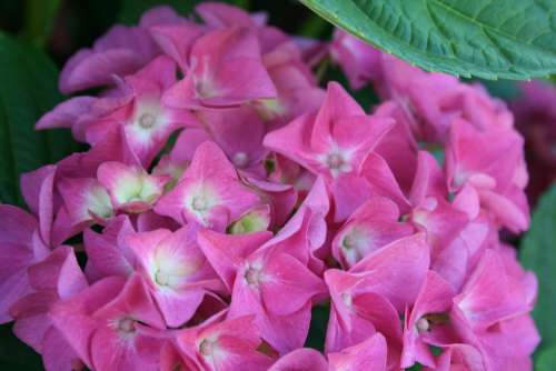 Hydrangea Chistmas Rose Very Pink Florrets