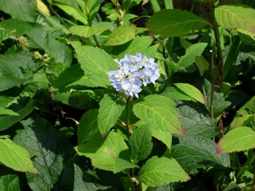 Hydrangea Blossom Bloom Blue Flower