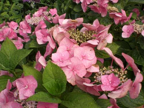 Hydrangea Flower Blossom Bloom Hortensis