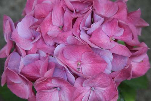 Hydrangea Hydrangeas Close Flowers Pink Blossom