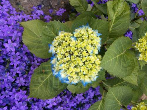 Hydrangea Blue Blossom Bloom Flower