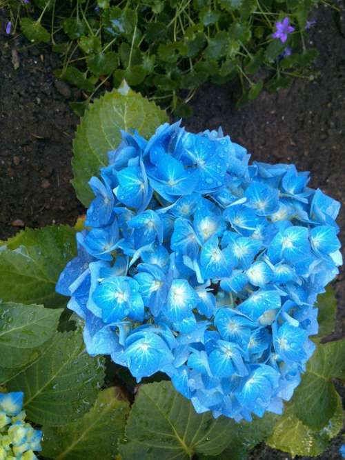 Hydrangea Blue Garden Greenhouse Hydrangea
