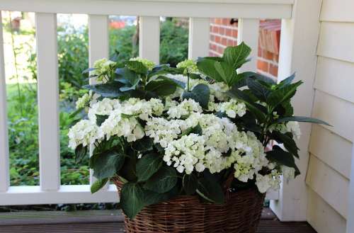 Hydrangea Balcony Basket Flower