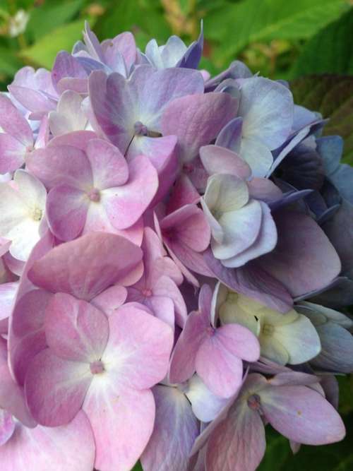Hydrangea Plant Bloom Summer Blossom Bloom Pink