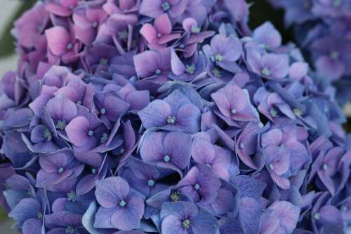 Hydrangea Blossom Bloom Bloom Blue Purple Macro