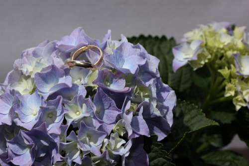 Hydrangea Rings Gold Ring Flower Wedding Rings