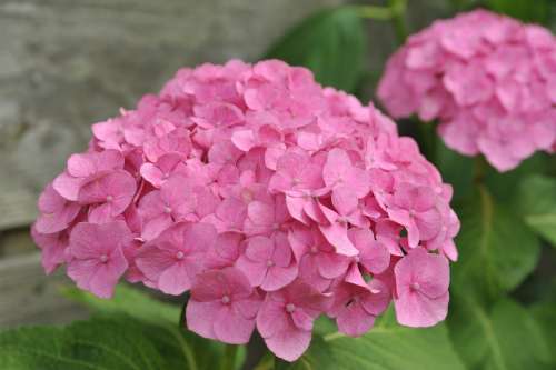 Hydrangea Red Pink Flower Summer Bloom Blossom