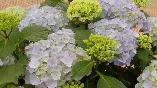 Hydrangeas Flowers Blue Close Up