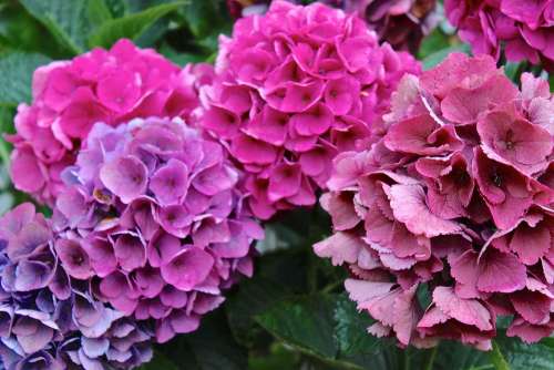 Hydrangeas Flowers Pink