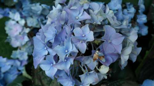 Hydrangeas Flower Hortensis Ornamental Shrub