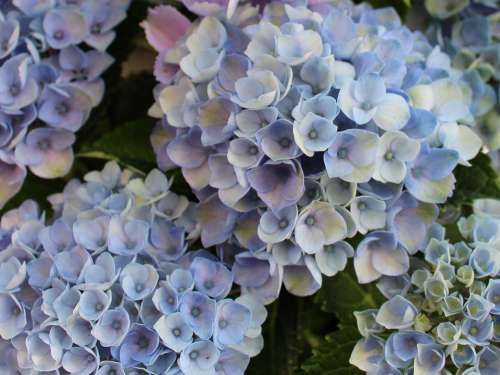Hydrangeas Hydrangea Sepals Blue Ornamental Shrub