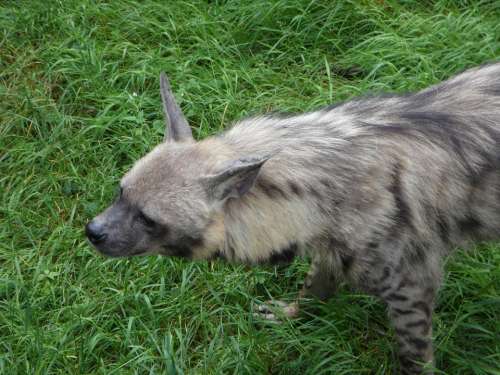 Hyena Zoo Animal Lurking Mindful