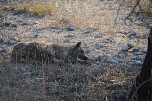 Hyena Animal Wild Wild Animal Africa Safari