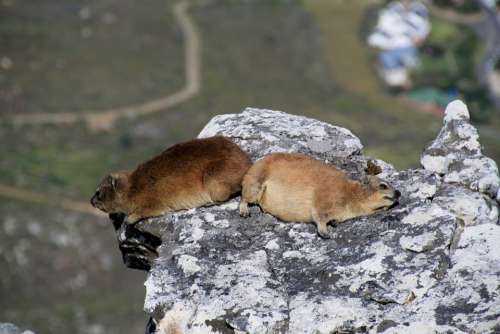 Hyrax Table Mountain Cape Town South Africa Animal
