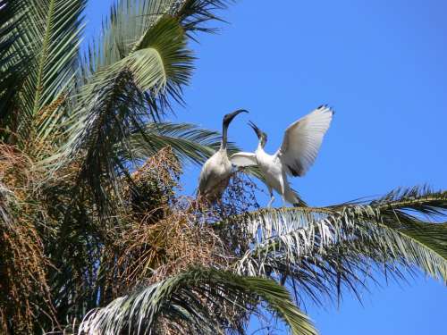Ibis Palm Tree Birds Courting Courting Birds