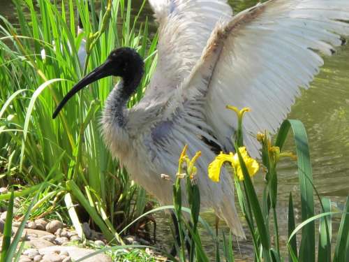 Ibis Bird Wing Bill Pond Park Plumage