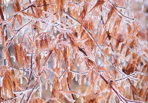 Ice Branches Winter Storm Nature Frozen