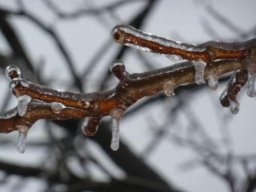 Ice Freezing Frozen Twig Branch Winter