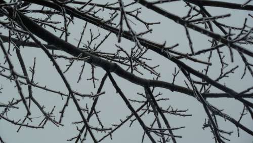 Ice Branches Trees Winter Landscape Cold Nature