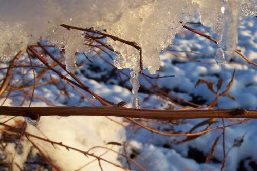 Ice Snow Winter Forest Tree Bush Cold