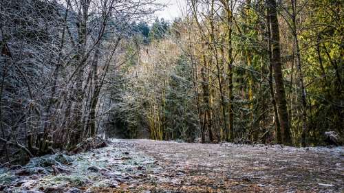Ice Nature Frosted Path Forest Wintry Winter