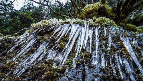 Ice Nature Frosted Frozen Icicles Forest Wintry